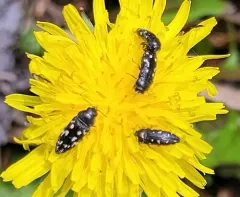 Acmaeodera tubulus thumbnail 3
