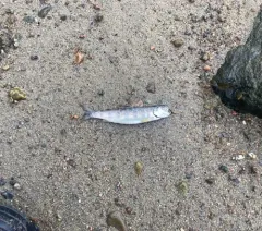 Atlantic Salmon thumbnail 3