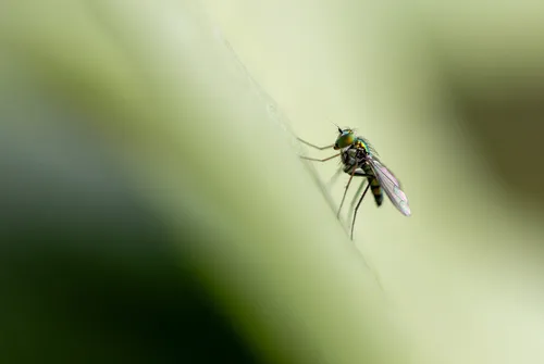 Condylostylus longicornis