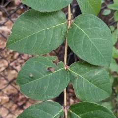 Winter honeysuckle thumbnail 4