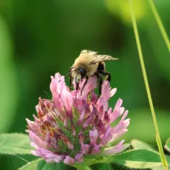 Abrupt Digger Bee thumbnail 2