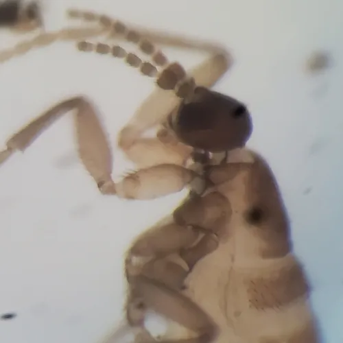 Potato Scab Gnat