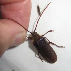 Hairy Pine Borer thumbnail 3