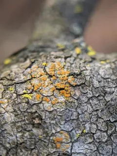 Flaming Firedot Lichen thumbnail 1