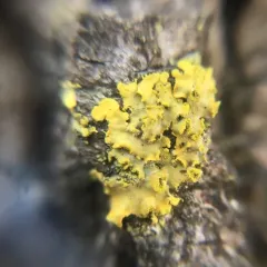 Hooded Sunburst Lichen thumbnail 2