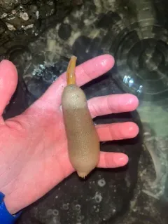 Echiurus sitchaensis thumbnail 3