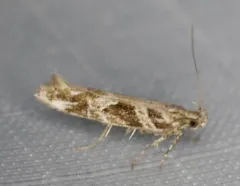 Aristotelia fungivorella thumbnail 4