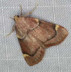 Spruce Needleworm Moth thumbnail 4