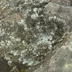 Shingled Rock Shield thumbnail 4