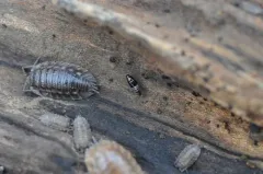 Vermiculated Rove Beetle thumbnail 4