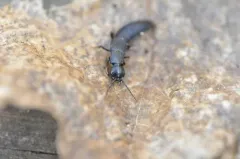 Tasgius winkleri thumbnail 4