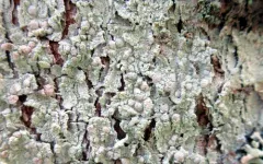 Lecanora albella thumbnail 2