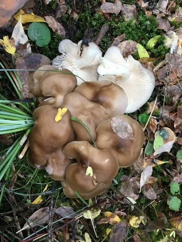 Lyophyllum fumosum
