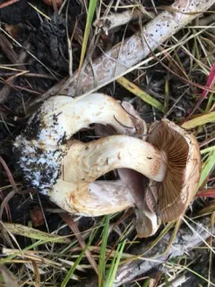 Phlegmacium pseudonaevosum thumbnail 2