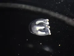 Geomackiea zephyrolata thumbnail 2