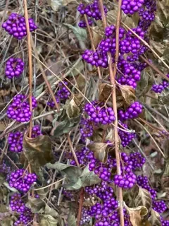 Purple Beautyberry thumbnail 4