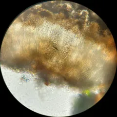 Phlyctis speirea thumbnail 3