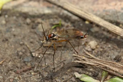 Aglaomyia gatineau