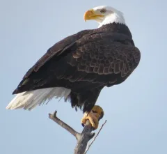 Bald Eagle thumbnail 1