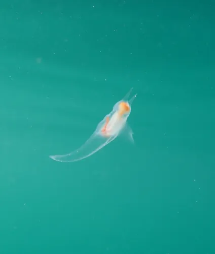 Naked Sea Butterfly