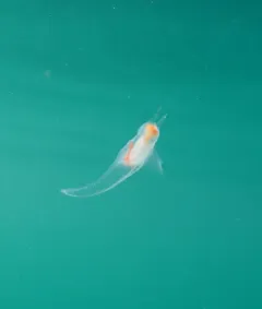 Naked Sea Butterfly thumbnail 1
