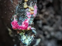 pink polypore mould thumbnail 2