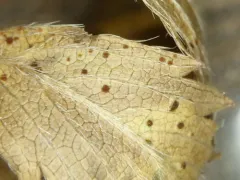 Phragmidium ivesiae thumbnail 1