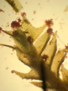 Horned Notchwort thumbnail 4