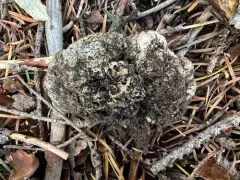 Sedecula pulvinata thumbnail 2