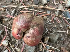 blushing false truffle thumbnail 3
