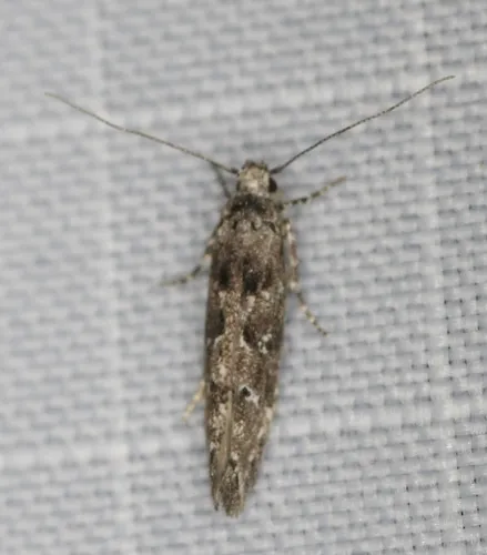 Coleotechnites blastovora