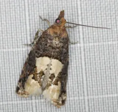 Birch Epinotia Moth thumbnail 3