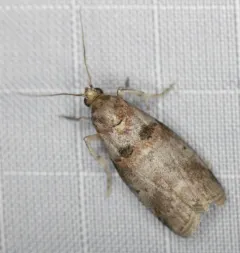 Alder Tubemaker Moth thumbnail 3