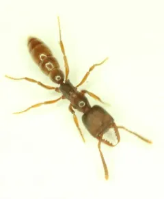Western Dracula Ant thumbnail 3