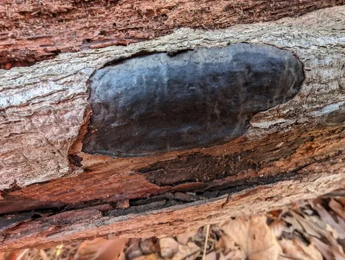 Camillea punctulata