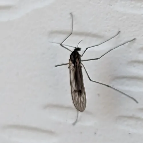 Dixella nova
