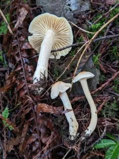 Hygrophorus graveolens thumbnail 1