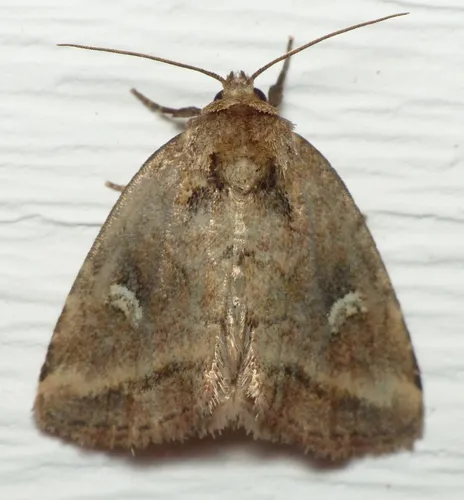 Included Cordgrass Borer Moth
