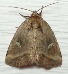 Included Cordgrass Borer Moth thumbnail 1
