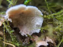 Steccherinum bourdotii thumbnail 3
