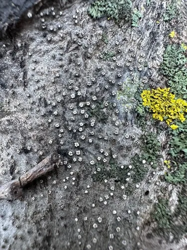 Cytospora nivea