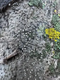 Cytospora nivea thumbnail 1