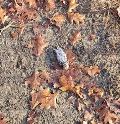 Woodland Vole thumbnail 3