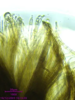Morrisographium persicae thumbnail 3