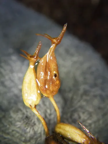 Asphondylia diervillae