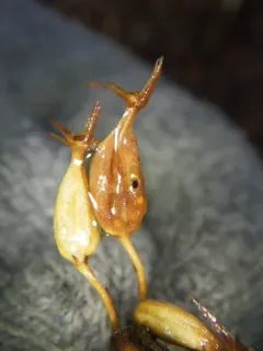 Asphondylia diervillae thumbnail 1