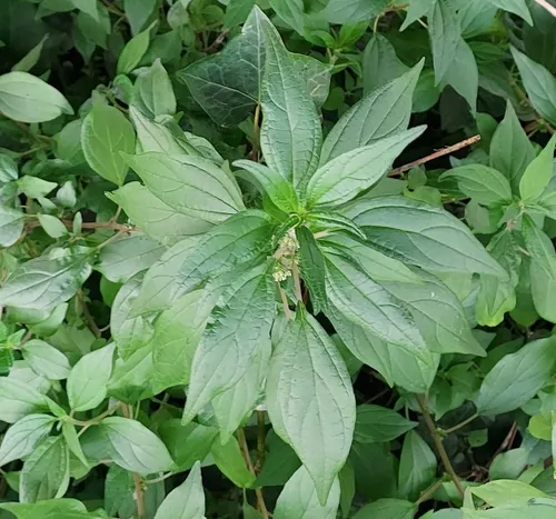 pellitory-of-the-wall