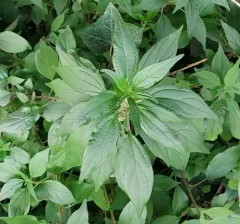 pellitory-of-the-wall thumbnail 1