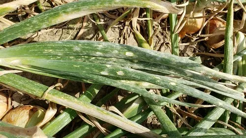Leveillula allii