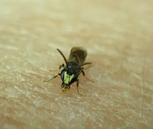 Common Masked Bee